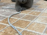 Cins Scottish Fold Yavrularım Yeni Yuvalarını Bekliyor