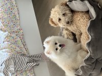 Pomeranian boo köpeği