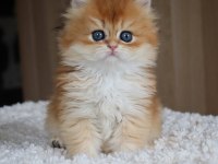 Altın Yeleli Golden British Longhair 