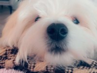 Maltese 4 aylık