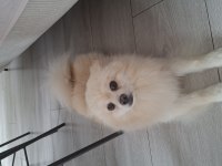 Acil Sahiplendirme Pomeranian
