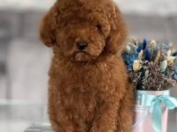 Poodle Bebekler