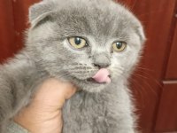 British Shorthair Yavrularım Yuvalarını Bekliyor