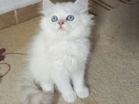 SAĞLIK VE IRK GARANTİLİ İRAN KEDİSİ YAVRULARIMIZ