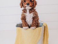 Cavapoo Yavruları Sağlık ve Irk Garantili