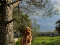 Maltipoo Redbrown Yavrumuz Yeni Yuvasına Hazır