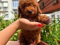 ANKARA NIN EN GÜZEL TOY POODLE YAVRULARI