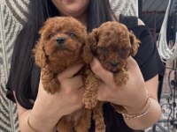 Red toy poodle yavrularım