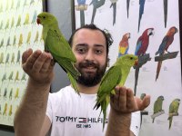 Bebek Yavru Pakistan Papağanlarımız
