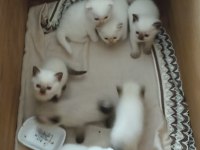 Blue Point ve Scottish Fold Yavrular
