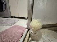 Kısır ve çipi var ankara kedisi
