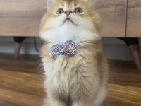 British Longhair Golden Ny25