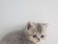 Kaliteli sağlıklı scottish fold yavrular