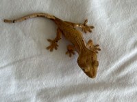 CRESTED GECKO - HER ŞEYİ İLE BİRLİKTE