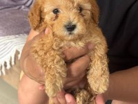Orijinal Poodle Yavrular