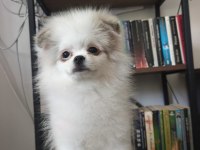Pomeranian bebekler
