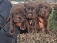 Labrador Yavrularımız
