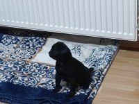 Güzel pug yavru heyecanlı