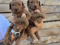 Labradoodle Yavruları