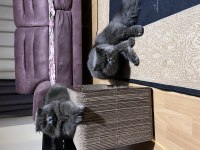 scottish fold Kızıma british longhair arıyorum