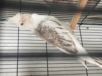 Ele Omuza Alıştırmalık Sultan Papağanlarımız