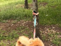 6 aylık pomeranian