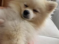 8 Aylık Pomeranian Spitz