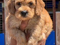 Sevimli Maltipoo yavrularımız