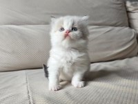 BİRBİRİNDEN GÜZEL YAVRU KEDİLER