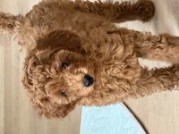 Yavru poodle