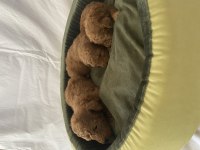Toy poodle ırk ve sağlık garantili