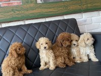WC eğitimli toy Poodle yavrular Ankara mağazamızda 