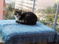 Bahçeye İhtiyaç Duyan Özel Bir Kedimiz İçin Yuva