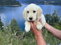 Golden Retriever Yavrularım Sağlık Ve Irk Garantilidir