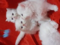 Iran kedi yavrusu