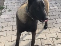 Uygun dişi belçika kurdu