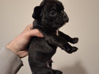 French bulldog bebekler yeni yuva bekliyorlar