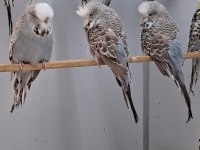 Show jumbo muhabbet kuşları