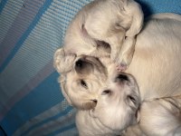 0 numara maltese köpeğimiz