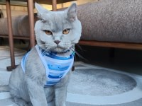 2 yaşında kısırlaştırılmış aşıları tam british shorthair