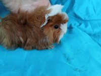 Peruvian Ginepig Yavrularımızı Göremeden Karar Vermeyin