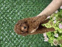 A Kalite Sağlıklı Poodle
