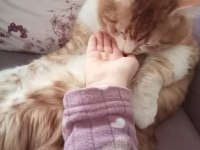 SARMAN EV KEDİSİ