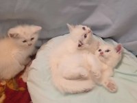 Dünya Güzelleri british shorthair Yeni Yuvasını Arıyor