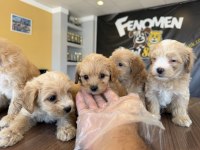 Bu yavrular kaçmaz Maltipoo bebekler teslime hazır ank 