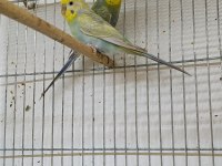 SAHİPLENDİRME MUHABBET KUŞLARI