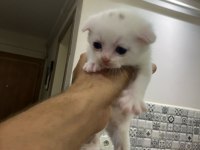 2 aylık scottish fold