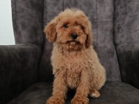 Red poodle yavrumuz