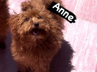 Yok böyle bir poodle