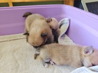 Pomeranian chihuahua mix